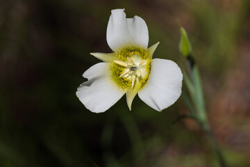 Mariposa Lily up close
