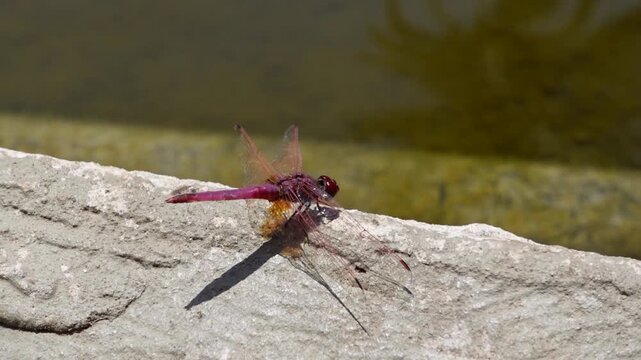 Dragon Flies or Hover Flies, Helicopter insect closeup HD  