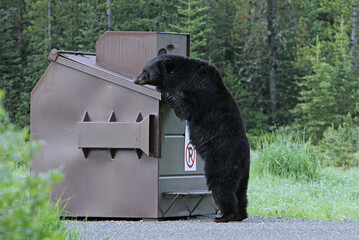Black bear and dumpster