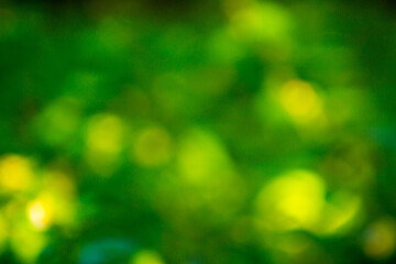 Obraz premium Abstract Nature Blur Background with Soft Green Tones
