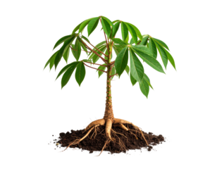 Young tree sapling with exposed root system growing in rich soil, symbolizing growth and new beginnings