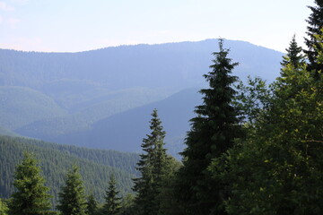 Towering Green Firs in the Carpathian Mountains