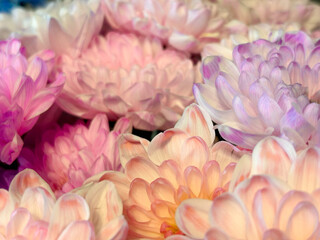 Flowers closeup.Background with different colors, red rose in the center of the frame.