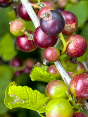 Vertical photo. Ripening berry on a branch. Harvest berries. Currants on a branch.