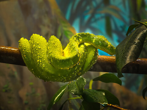 green tree python