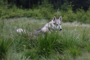 Obraz premium Gray Husky-Wolf Lying in the Grass