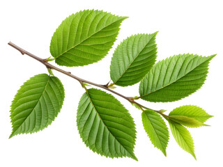 Fototapeta premium Green elm tree leaves on a branch isolated on black background