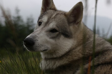 Close-Up Portrait of a Husky-Wolf Hybrid