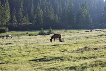 Wild Horses Grazing on Sunny Green Hills