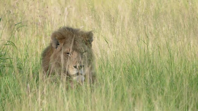 タンザニア、セレンゲティのライオン