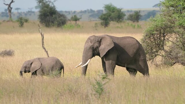 タンザニア、セレンゲティのゾウ