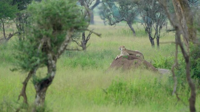 タンザニア、セレンゲティのチーター