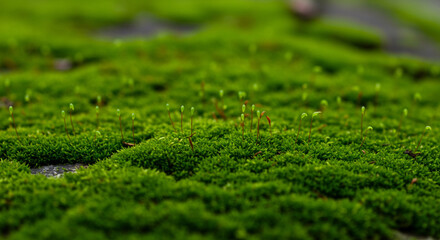Obraz premium Nature background close up of vibrant green moss growing on a surface for nature and texture backgrounds