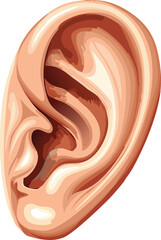 Detailed illustration of a human ear, showcasing its intricate anatomical structure and features.