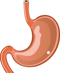 Detailed illustration of a human stomach, showcasing its anatomy and structure.