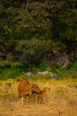 a group of cows, mother and baby cow in the green land
