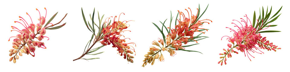 Grevillea flower isolated on transparent background.