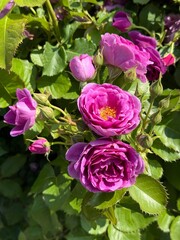Pretty pink roses in garden.