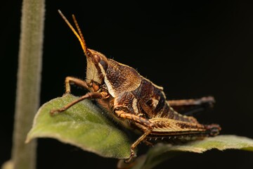 A close-up of a grasshopper perched on a green leaf against a dark background.