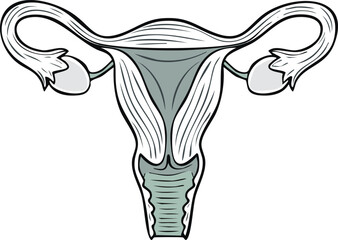 Diagram of the female reproductive system, showing internal organs.