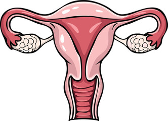 Detailed anatomical illustration of the female reproductive system, showcasing the uterus, fallopian tubes, and ovaries.