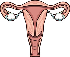 A detailed illustration of the female reproductive system, showing the uterus and fallopian tubes.