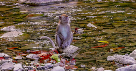 Obraz premium a long-tailed macaque sits on a rock beside the river at bukit lawang on the island of sumatra, indonesia