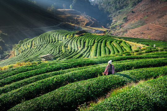 Lifestyle, Asian woman travel on winter vacation, scenery nature light sunshine in morning with light mist in green tea plantation farm or rai cha 2000 in valley, Doi Ang Khang, Chiang Mai, Thailand.