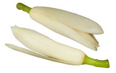 Isolated of White Champaka or White Jade Orchid other name White Sandalwood or Magnolia x alba DC Figlar, fragrance flora in transparent background, cutout