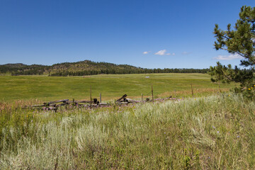 Mountainous landscape and tall grass in a meadow in the Black Hills of South Dakota