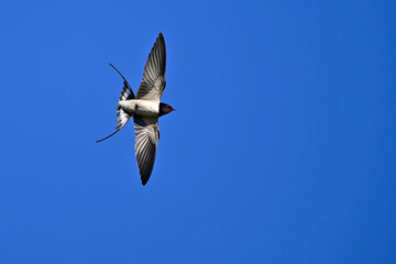  Barn Swallow // Rauchschwalbe (Hirundo rustica)