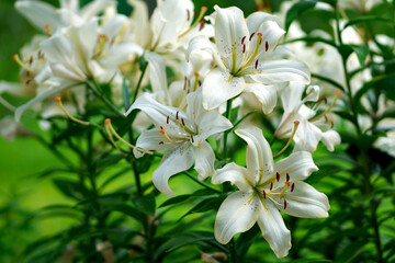 Creamy white lilies bloom in a dense cluster on tall stems, spotted petals and rusty anthers standing out against lush green foliage in soft daylight