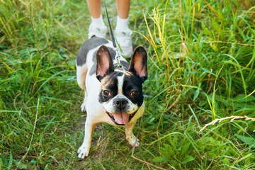 Portrait of a black and white French bulldog on the grass for a walk. Looks at the camera