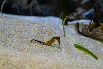 Aquarium