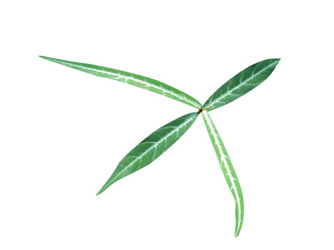 Hemidesmus indicus or Indian sarsaparilla green plant isolated on a white background