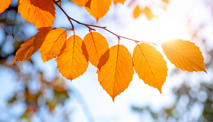Orange autumn leaves on branch glowing warmly in soft morning sunlight with bright blue sky and blurred natural background creating peaceful and vibrant fall atmosphere