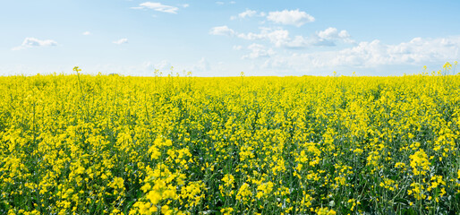 Obraz premium Agriculture field with blooming mustard plant. Agriculture field. 