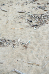 Driftwood on the beach. selective focus. 
