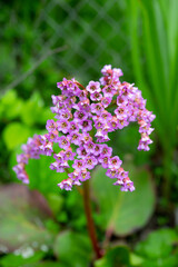 Blooming Bergenia crassifolia in the garden. Selective focus.