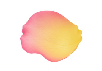 A single delicate rose petal displays a soft gradient from pink to yellow isolated on a clean transparent background