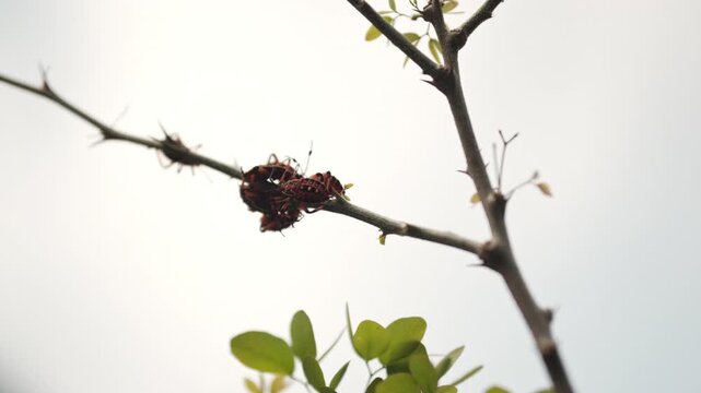 Macro shot of chinche bugs grouped tightly on a tree branch with soft natural light.