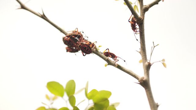 Detailed view of red and black bugs grouped on a thin tree branch with backlight against white background.