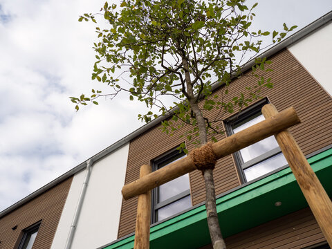 Junger Baum mit Baumpfahl gest&uuml;tzt vor einem modernen Neubau in Holzrahmenbauweise