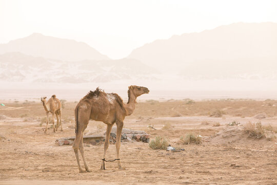 Camels With tied legs standing in Bedouin desert village near Nabq during a safari tour