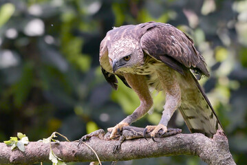 An adult changeable hawk eagle was in the tree