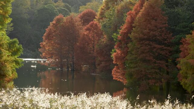 夕方の池畔、ラクウショウ(落羽松)のまわりを飛び交う虫の4Kスローモーション映像