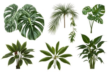 collection of green tropical plant leaves isolated on white background.