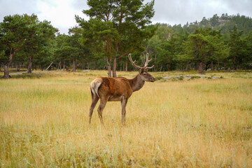 red deer in the wild
