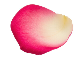 Fototapeta premium A single pink and white rose petal with a gradient of color is isolated on a transparent background