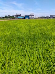 初夏の近郊の風の吹き渡る青田風景
